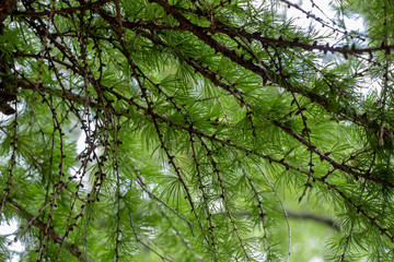 Fototapeta premium Branches of coniferous tree