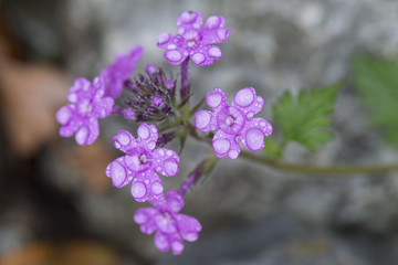 Flores moradas con rocío
