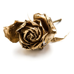 Fototapeta premium Jedna złota róża na białym tle na białe tło wyłącznik. Złota główka suszonego kwiatu, koncepcja romansu.