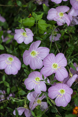 Flores Moradas