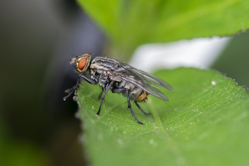 Mosca sobre hoja