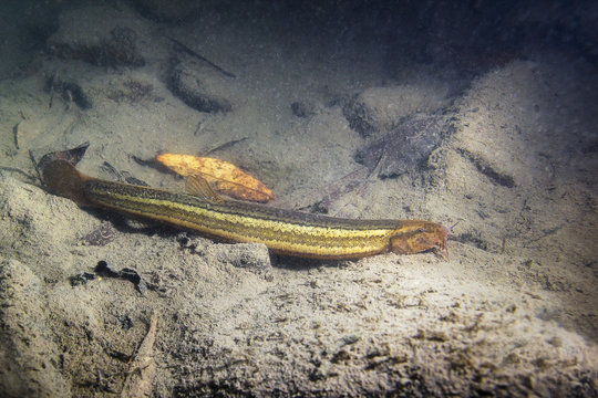 Weather loach (Misgurnus fossilis) in the beautiful clean pond. Underwater shot in the lake. Wild life animal. Underwater photography of Weatherfish in the nature habitat with nice background.