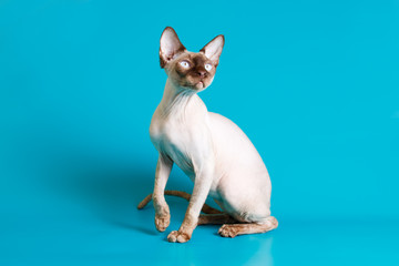 Canadian Sphinx cat on colored backgrounds