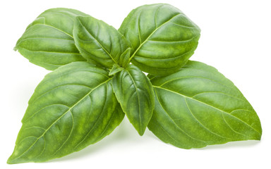Close up studio shot of fresh green basil herb leaves isolated on white background. Sweet Genovese...
