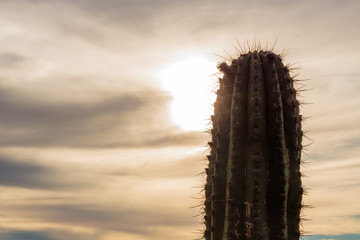 Tall prickly cactus overlooking sunset view in arid sunny climate