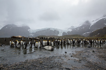 penguin in the arctic
