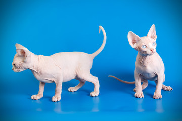 Canadian Sphinx cat on colored backgrounds