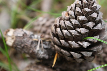 pinecone