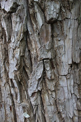 Corteza de tronco de árbol 