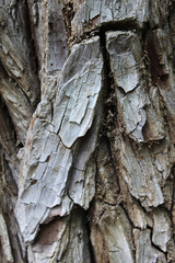 Corteza de tronco de árbol 