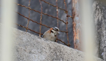 bird