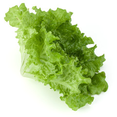 fresh green lettuce salad leaves isolated on white background