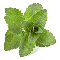 Stevia leaves pieces isolated om white background cut out.