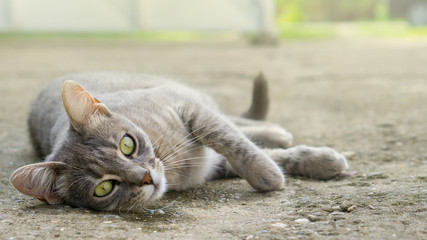 Gray cat with greeny eyes lay on the concrete