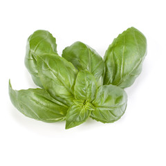 sweet basil herb leaves isolated on white background. Genovese basil leaf.