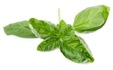 sweet basil herb leaves isolated on white background. Genovese basil leaf.