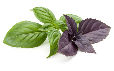 Close up studio shot of fresh green and red basil herb leaves mix isolated on white background....