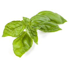 sweet basil herb leaves isolated on white background. Genovese basil leaf.