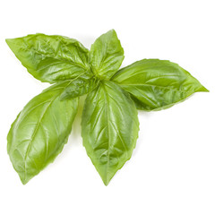 sweet basil herb leaves isolated on white background. Genovese basil leaf.