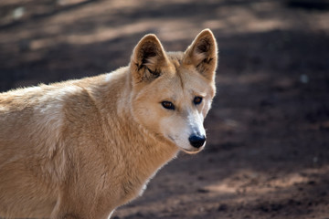 golden dingo