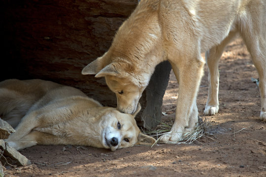 Whisper In My Ear And I Will Follow You