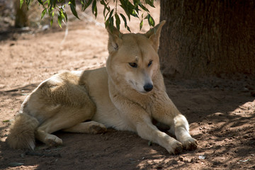 golden dingo