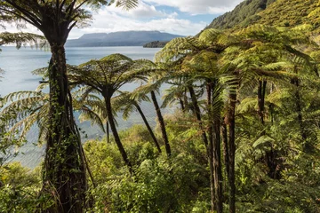 Schilderijen op glas tropisch regenwoud met zwarte boomvarens aan het Tarawera-meer, Nieuw-Zeeland © Patrik Stedrak