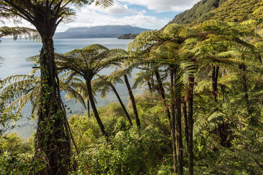 tropical rainforest with black tree ferns at lake Tarawera, New Zealand 