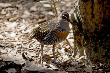 buff banded rail