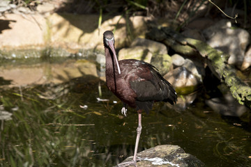 glossy ibis
