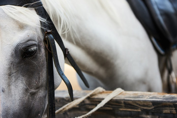 Portrait of a white horse head in stall, close-up, outdoors 