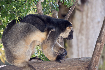 Lumholtz's Tree kangaroo
