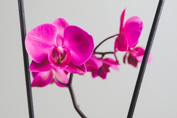 pink orchid flower, close-up view