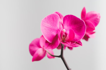 Fototapeta na wymiar pink orchid flower, close-up view