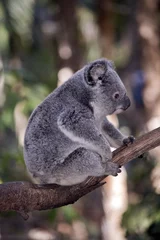 Crédence de cuisine en verre imprimé Koala joey koala