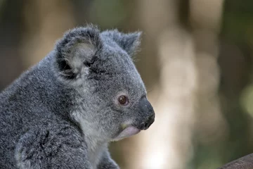 Crédence de cuisine en verre imprimé Koala koala joey