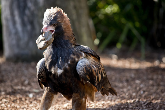 black breasted buzzard