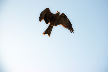 black kite
