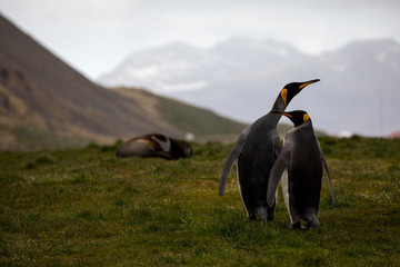 Fototapeta premium seal sitting on a rock