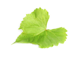 Fresh green grape leaf isolated on white