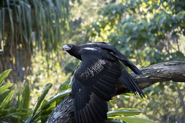 wedge tailed eagle