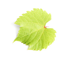 Fresh green grape leaf on white background