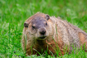 Naklejka na ściany i meble ground hog marmot day close up portrait while coming to you