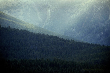 Pine Forest Trees and Mountains Wilderness