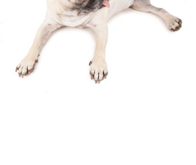 top view of a pug sprawled out on an isolated white background
