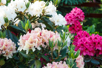 Rhododendron (azalea ) flowers of various colors in the spring garden