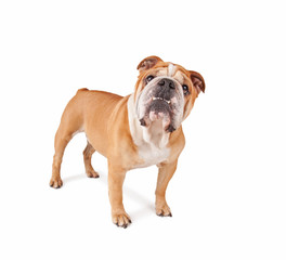 studio shot of a cute olde english bulldog isolated on a white background