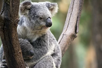 Papier Peint photo Lavable Koala koala avec joey