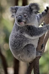 Papier Peint photo Lavable Koala Joey Koala