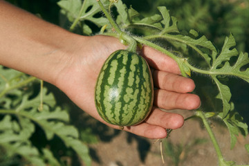 Farmer Hand holding Growing young small watermelon plant in the garden, close-up. Farming and agriculture concept